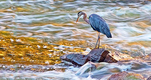 Heron Hunting At Sunrise P1170908