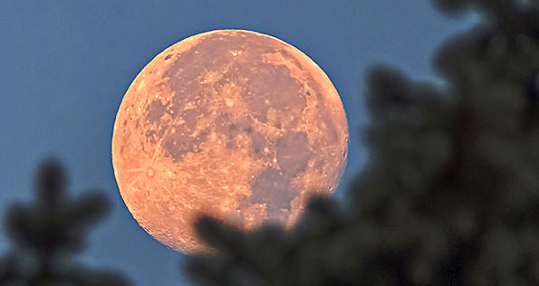 Moon Beyond Pine Tree At Sunrise DSCF4587