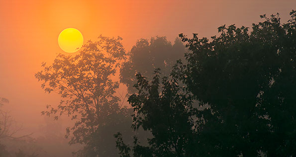 Trees In Foggy Sunrise 45777-9