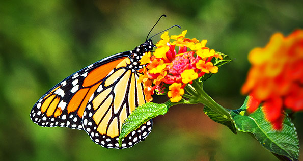 Monarch Butterfly P1180240