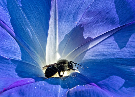 Bee In A Morning Glory P1180199