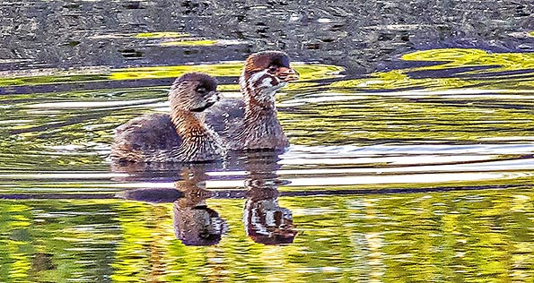 Pied-billed Grebes DSCF4794