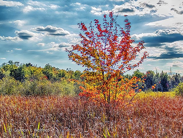 First Autumn Tree DSCF4823-5