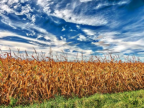 Autumn Cornfield P1190503-5