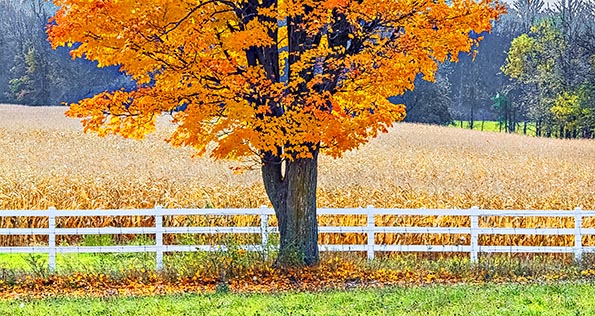 Fence & Autumn Tree DSCF5114