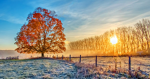 Autumn Tree In Sunrise P1210194-6