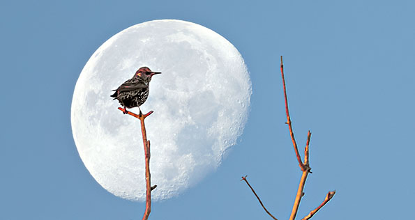 Starling & Moon  DSCF5270-1