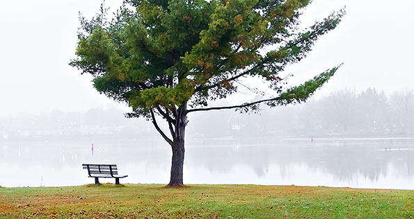 Canalside Bench & Tree P1210997-9