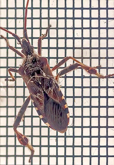 Winter Bug On A Screen P1230700-2