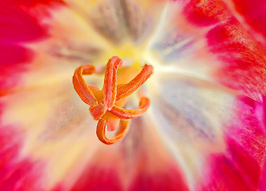Tulip Interior P1240483-5