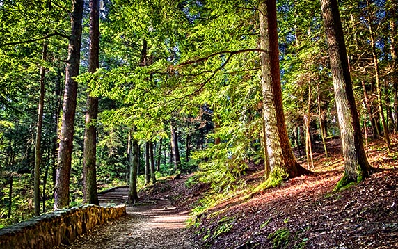 Hocking Hills Trail DSCF06270-2