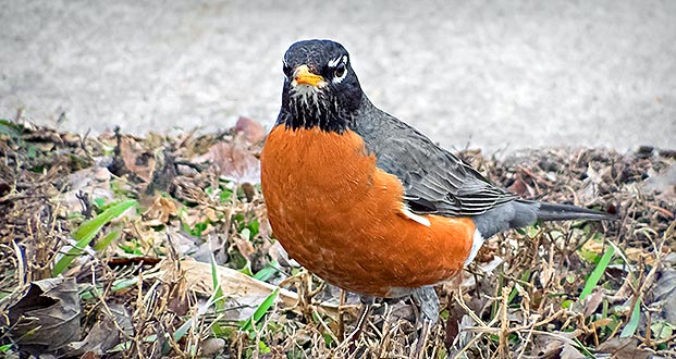 First Robin of 2016 (DSCF6194)