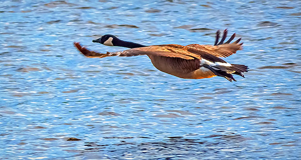 Goose In Flight DSCF6327