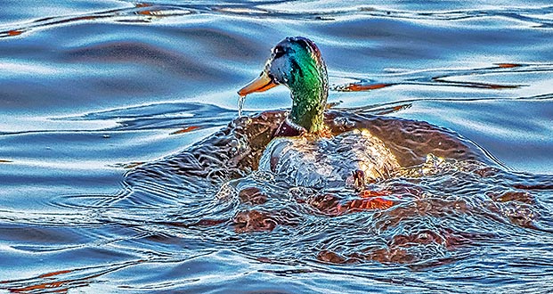 Mallard Splashdown DSCF6365