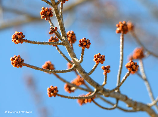 First Buds Of Spring P1040674