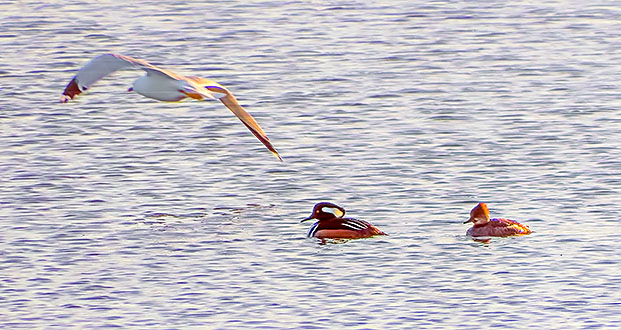 Gull Photobombs Hooded Mergansers DSCF6693