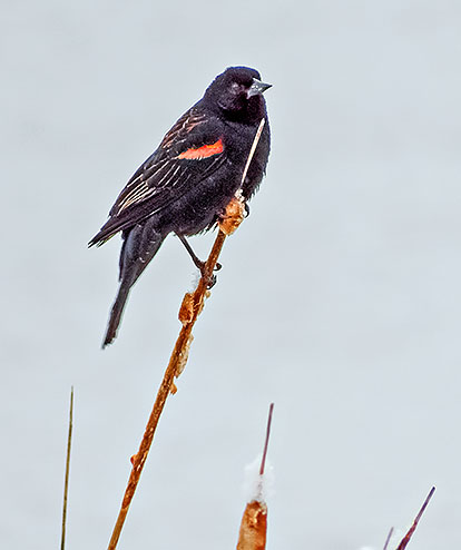 Red-winged Blackbird DSCF6584