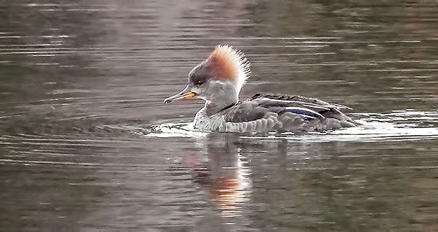Hooded Merganser, Female S0267140