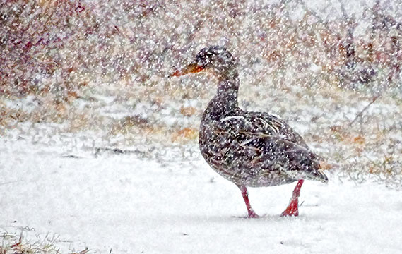 Walk (Waddle) On The Wild Side S0037171