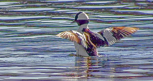Stretching Bufflehead DSCF7619