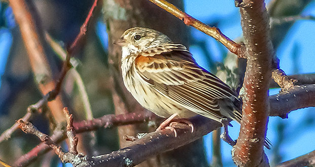 Vesper Sparrow DSCF7660
