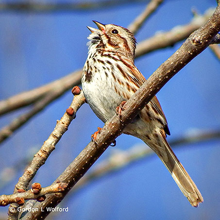 Song Sparrow Singing DSCF7742