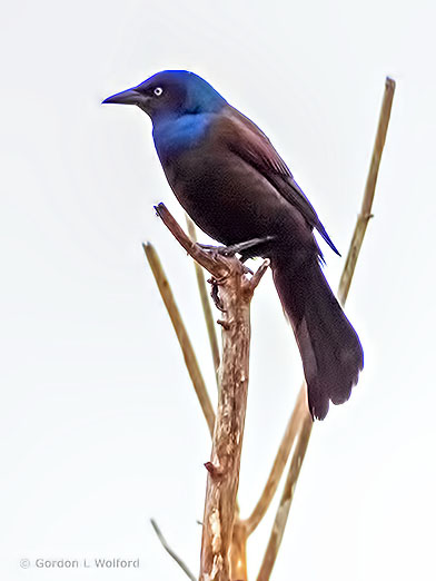 Grackle On A Dead Tree DSCF8205