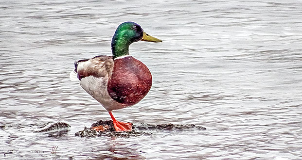 Mallard Balancing Act DSCF8492-4