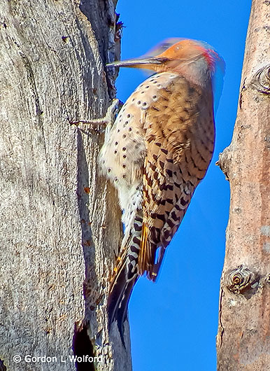 Woodpecker Pecking DSCF9217-9
