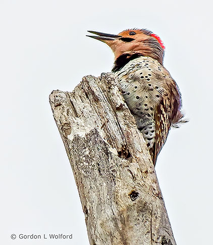 Flicker Atop A Dead Tree DSCF9501