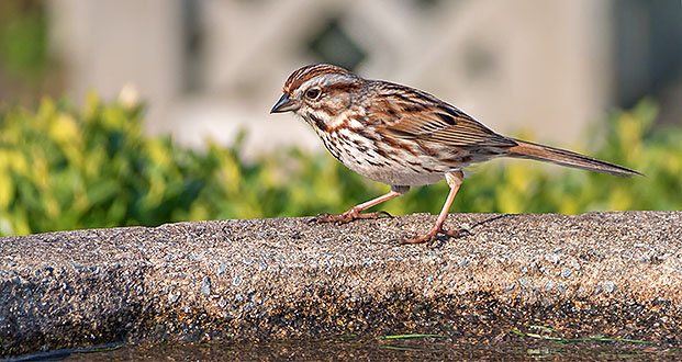 Song Sparrow P1060413