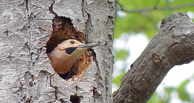 Northern Flicker In A Tree DSCF9568-70