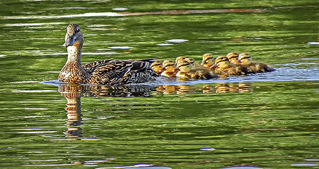 Duck & Ducklings DSCF9816