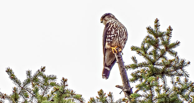 Merlin Atop A Pine DSCF9849