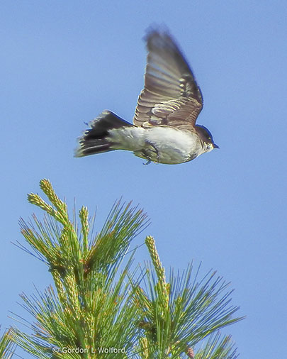 Kingbird In Flight DSCF10638