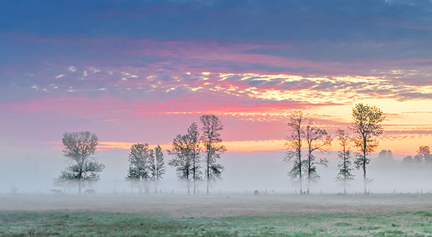 Trees In Sunrise Ground Fog P1070285-7