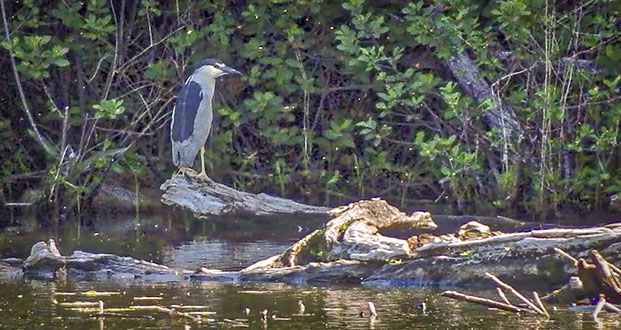 Black-crowned Night Heron (48536.DSCF10812)