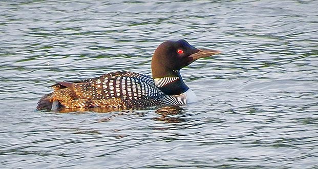 Common Loon DSCF11041