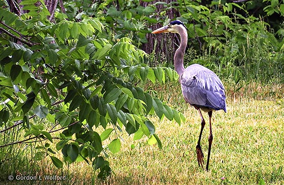 Heron On Land DSCF11139