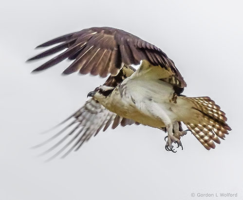 Osprey In Flight DSCF11347