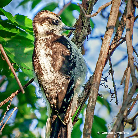Hairy Woodpecker On A Vine_DSCF12275