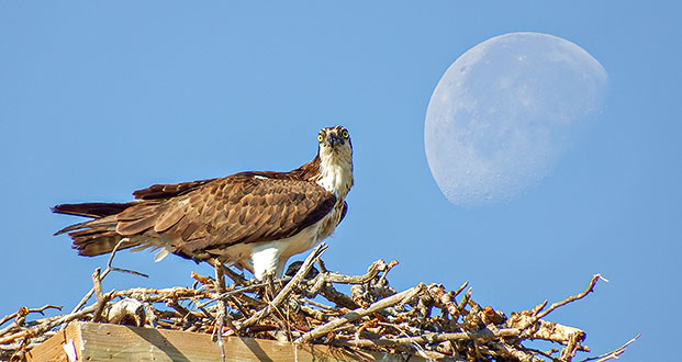 Osprey & Moon DSCF12325.34