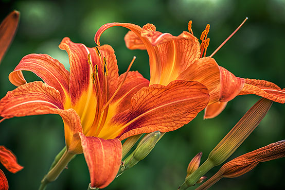 Daylilies P1080613