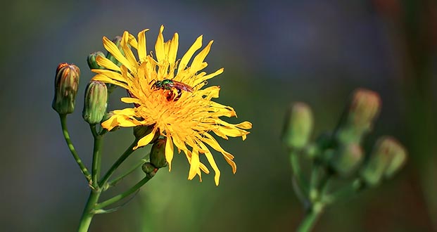 Green Bee On A Yellow Wildflower DSCF13256
