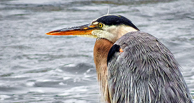 Heron Up Close DSCF13544