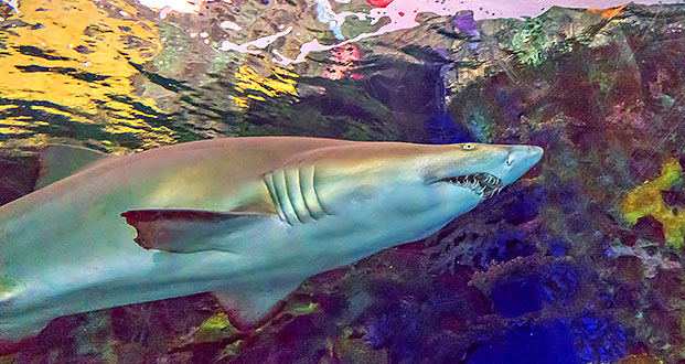 Shark P1080859
