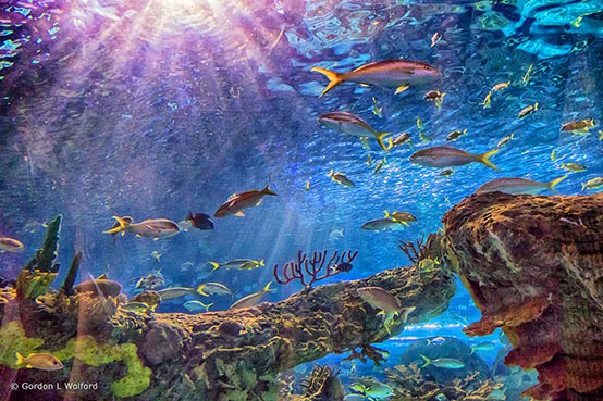 Ripleys Aquarium Canada P1080850