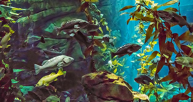 Ripleys Aquarium Canada P1080832