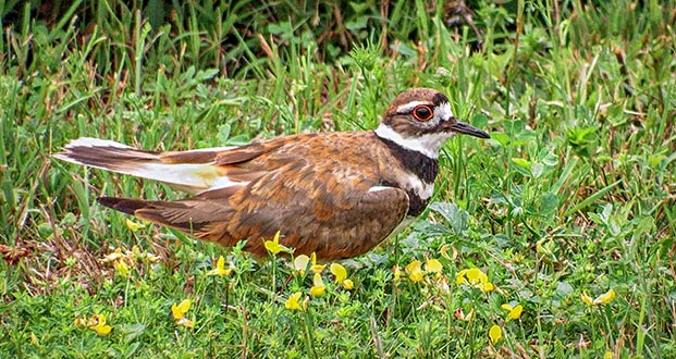 Killdeer DSCF13690