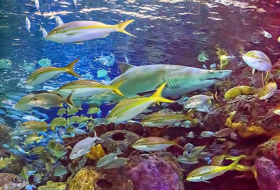 Ripleys Aquarium of Canada P1080888